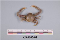 藏品(錢蟹)的圖片